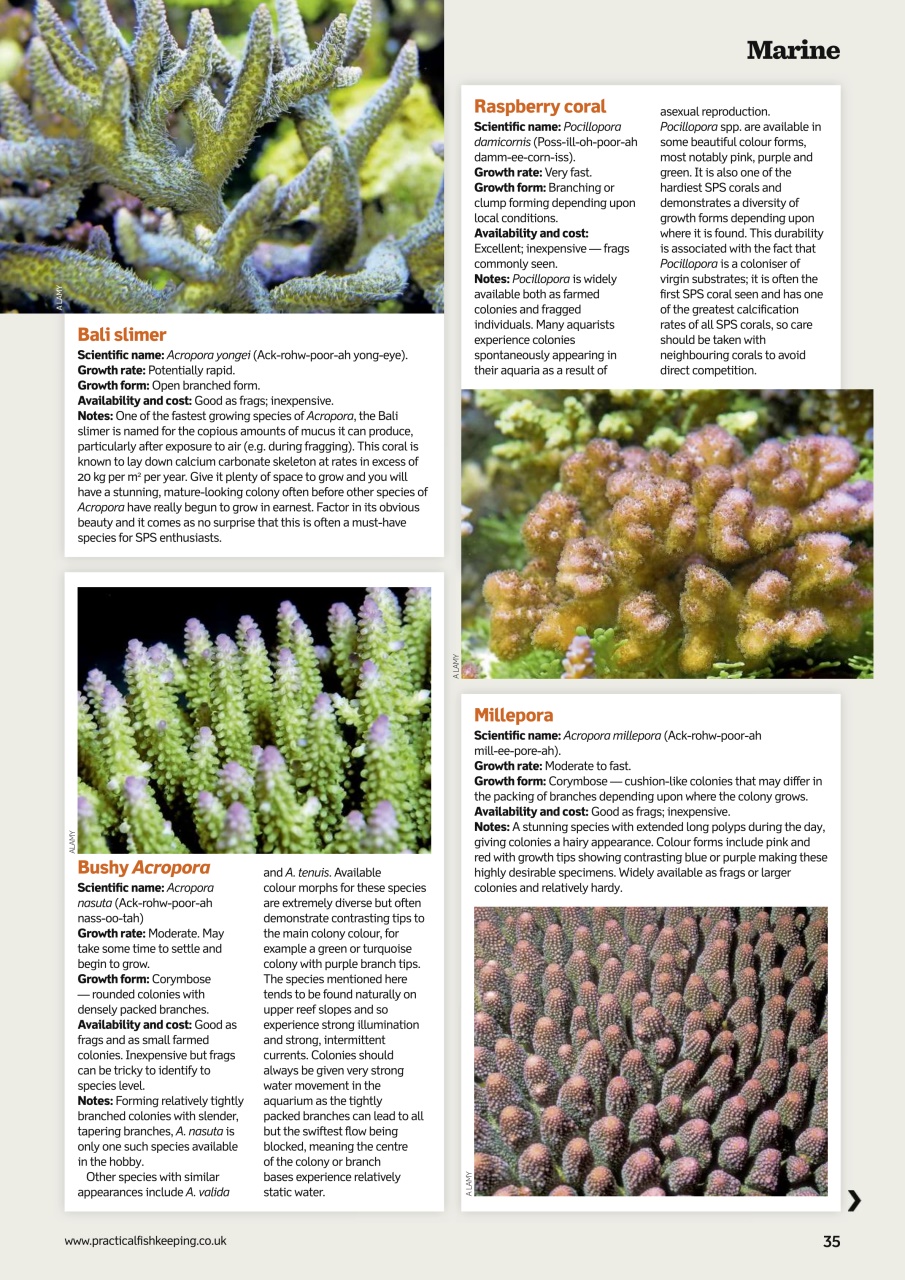 Practical Fishkeeping Preview Pages