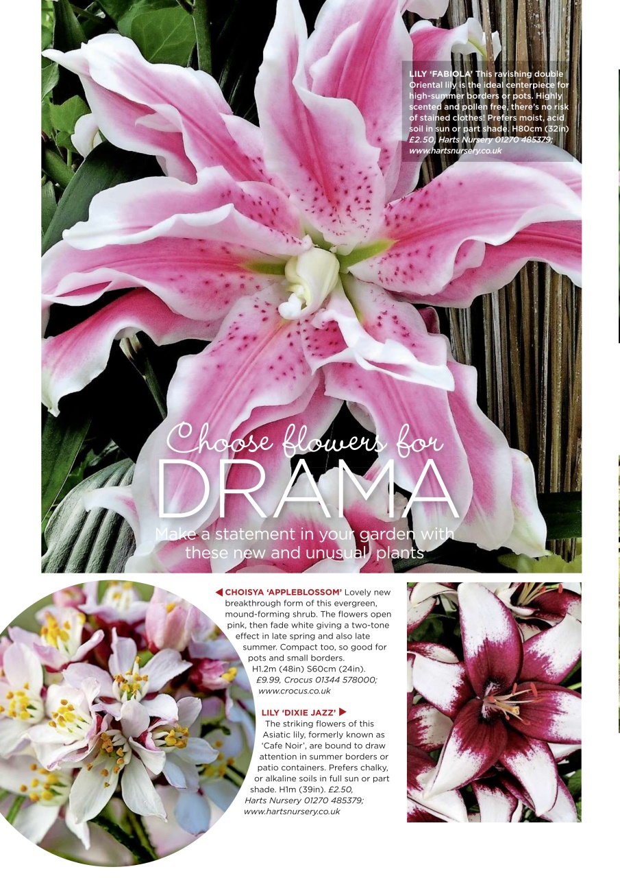 Garden Answers Preview Pages