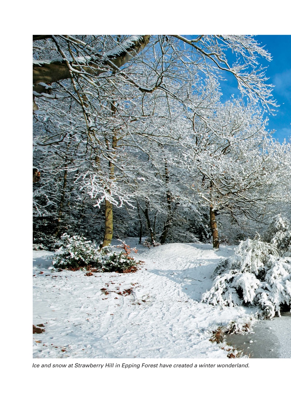 Evergreen Preview Pages