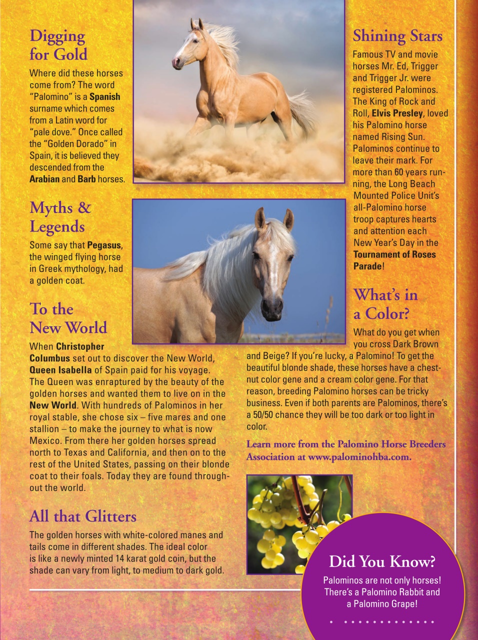 Blaze Magazine For Horse Crazy Kids Preview Pages