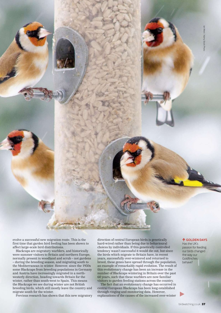 Bird Watching Preview Pages