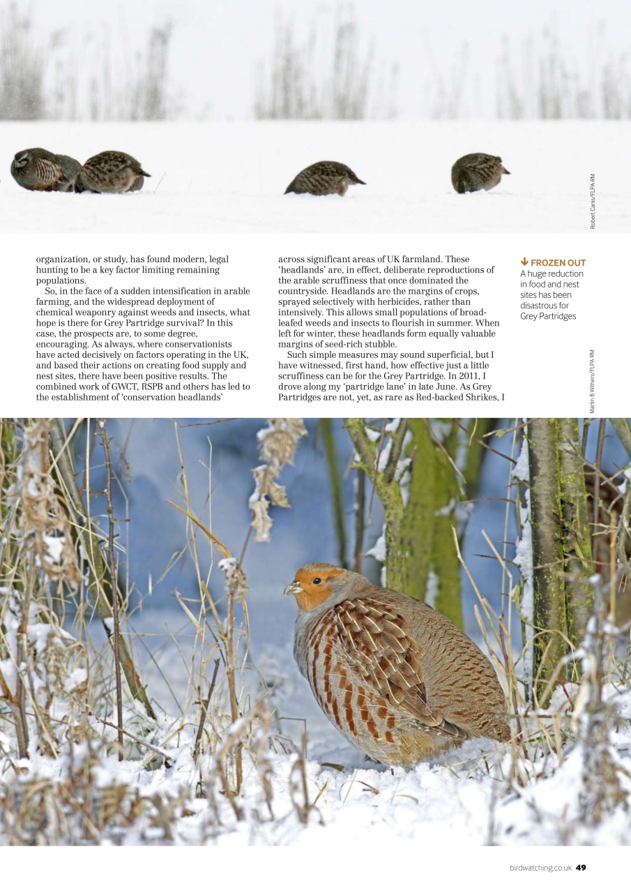 Bird Watching Preview Pages