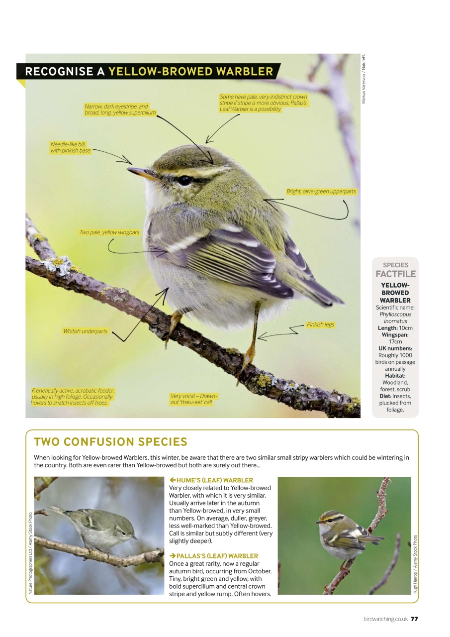Bird Watching Preview Pages