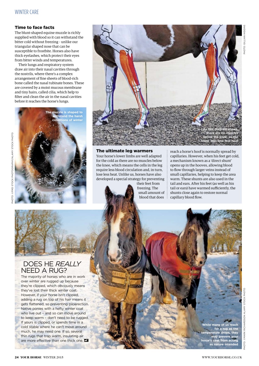 Your Horse Preview Pages