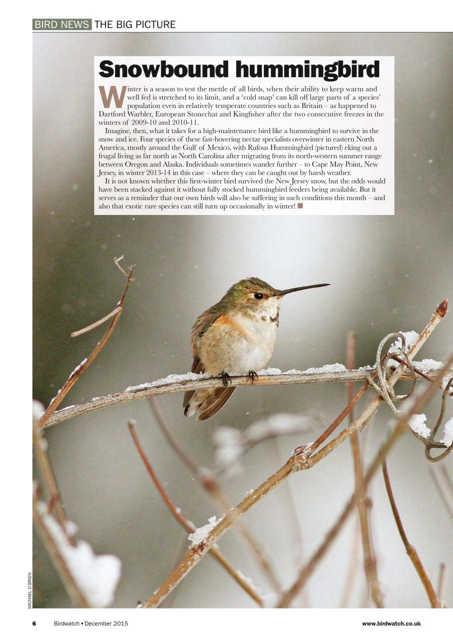 Birdwatch Magazine Preview Pages