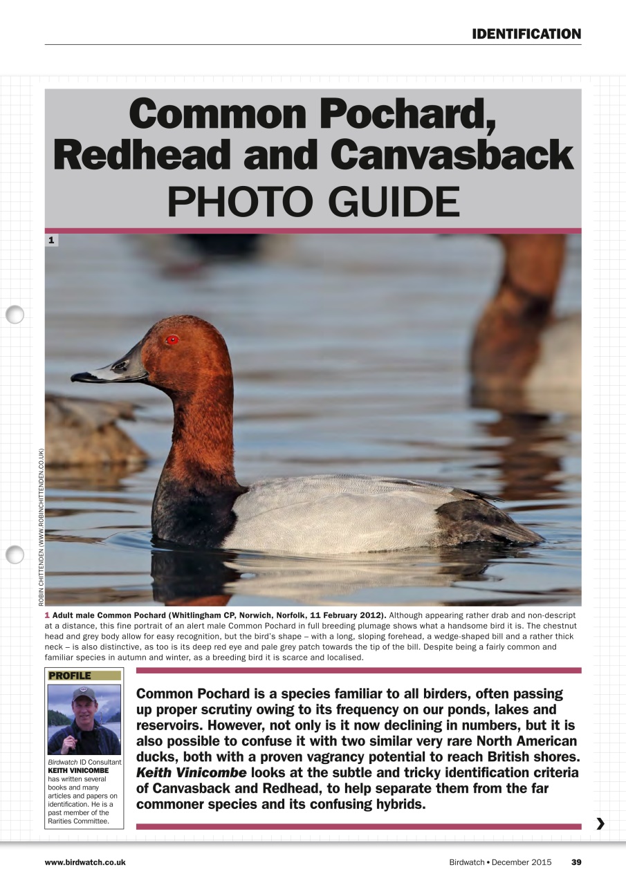 Birdwatch Magazine Preview Pages