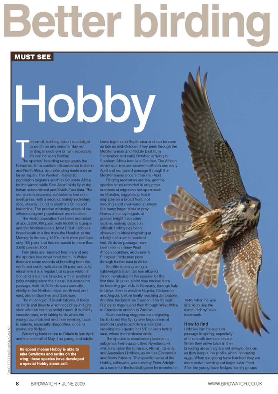 Birdwatch Magazine Preview Pages