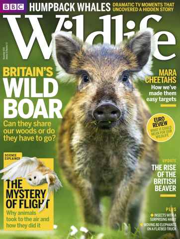 BBC Wildlife Magazine issue December 2015