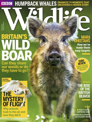 BBC Wildlife Magazine issue 