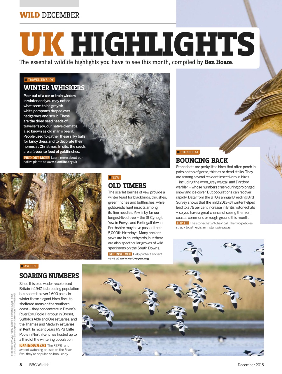 BBC Wildlife Magazine Preview Pages