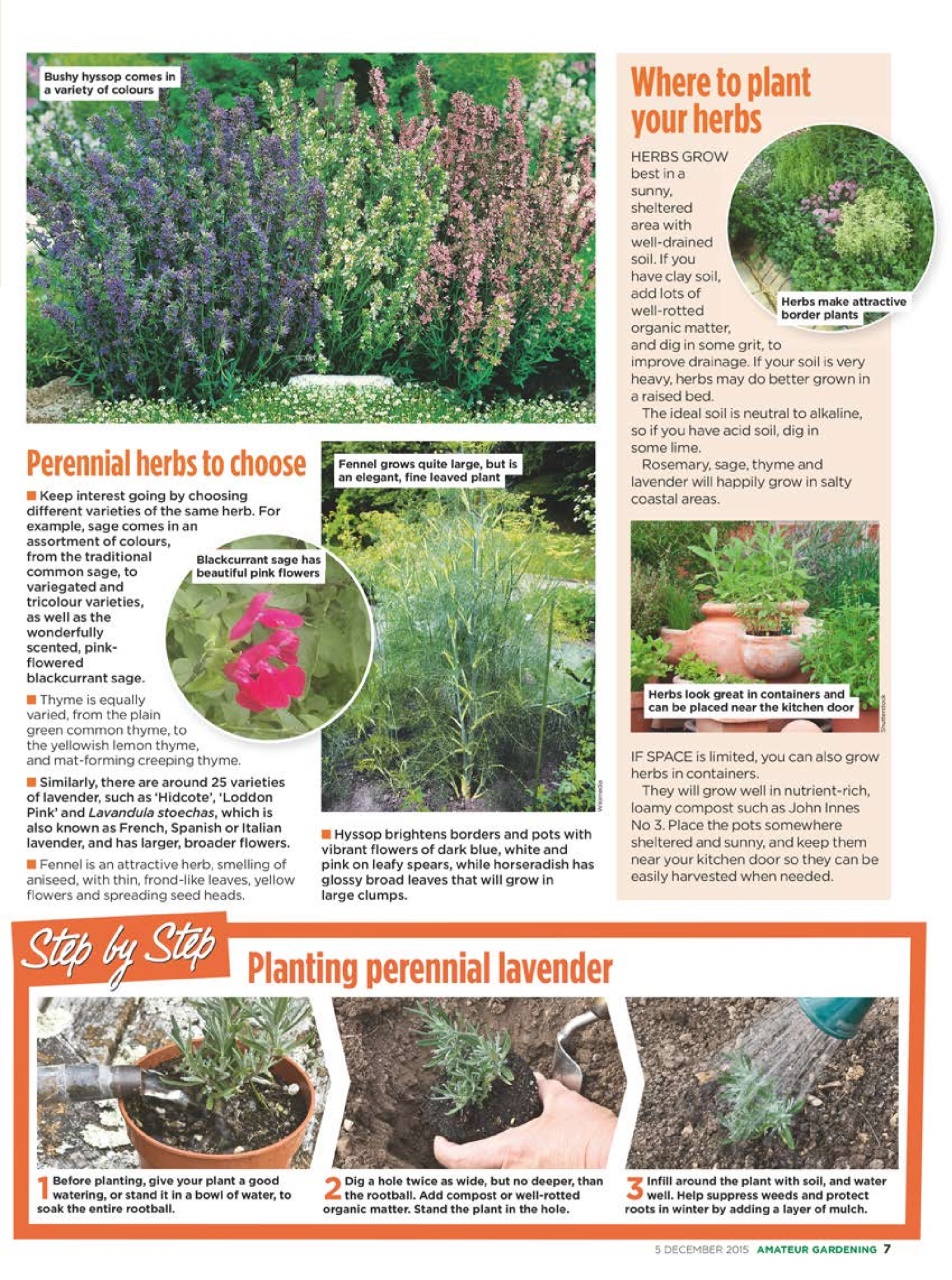 Amateur Gardening Preview Pages