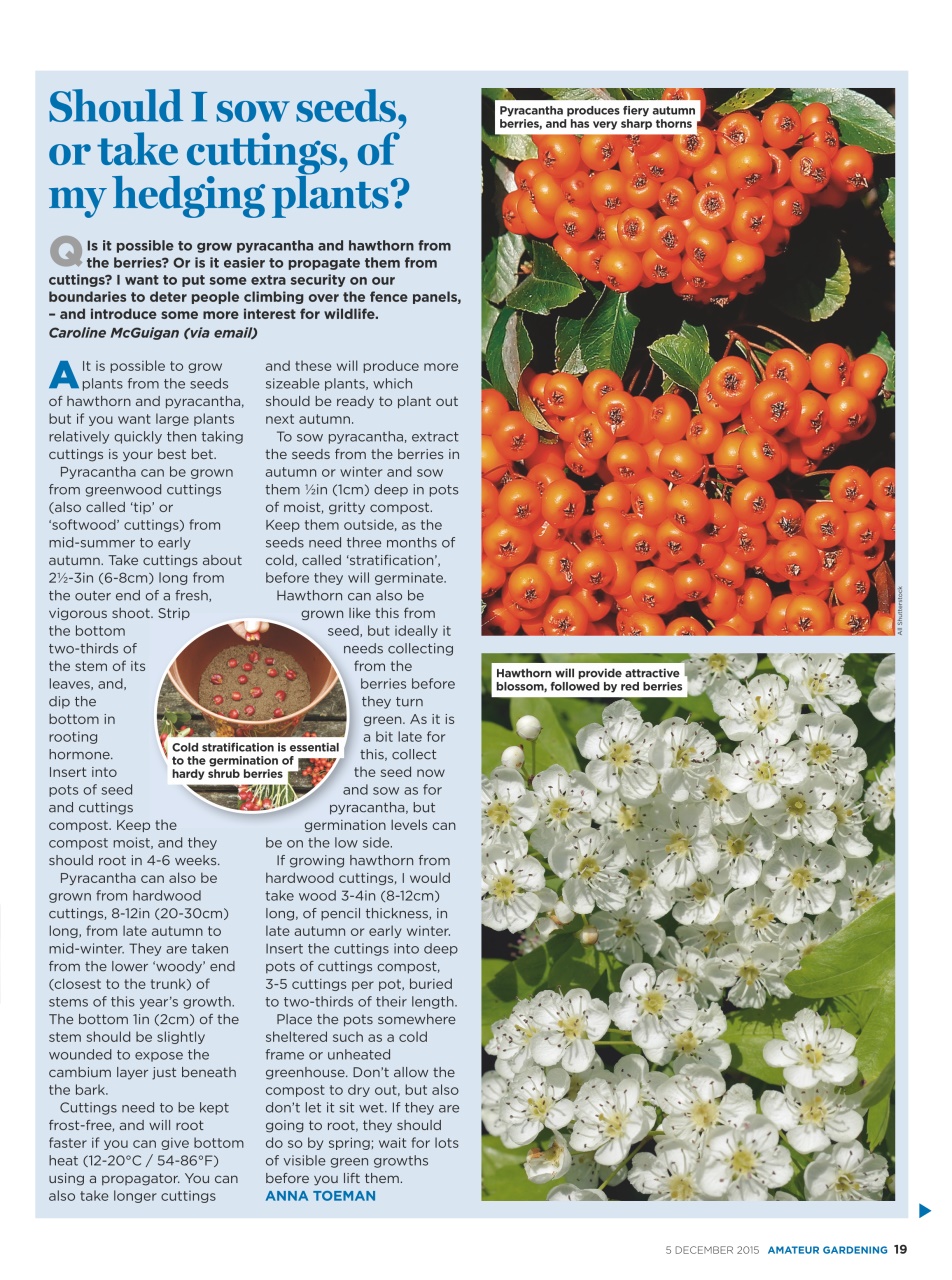 Amateur Gardening Preview Pages