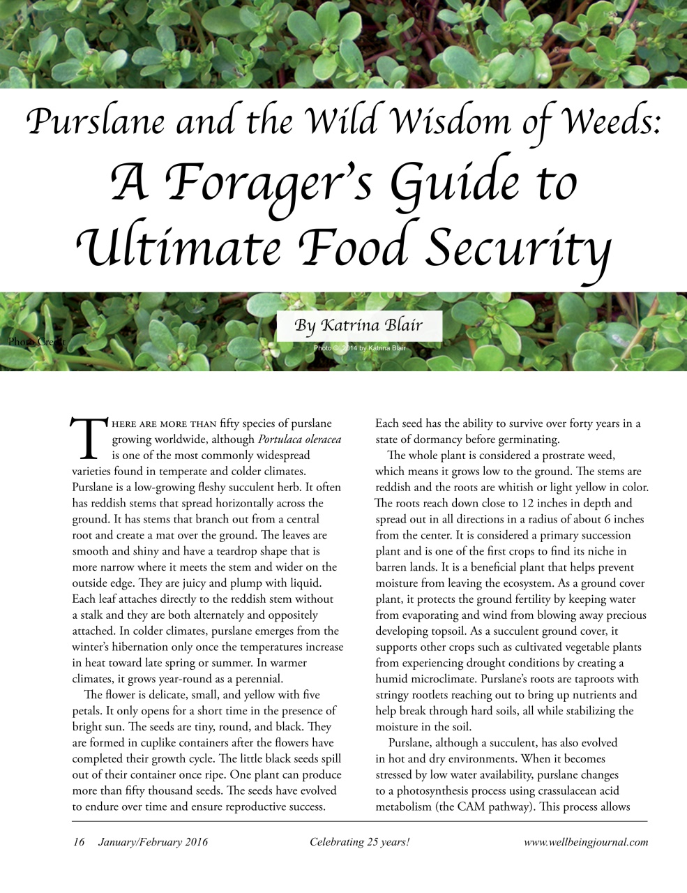 Well Being Journal Preview Pages