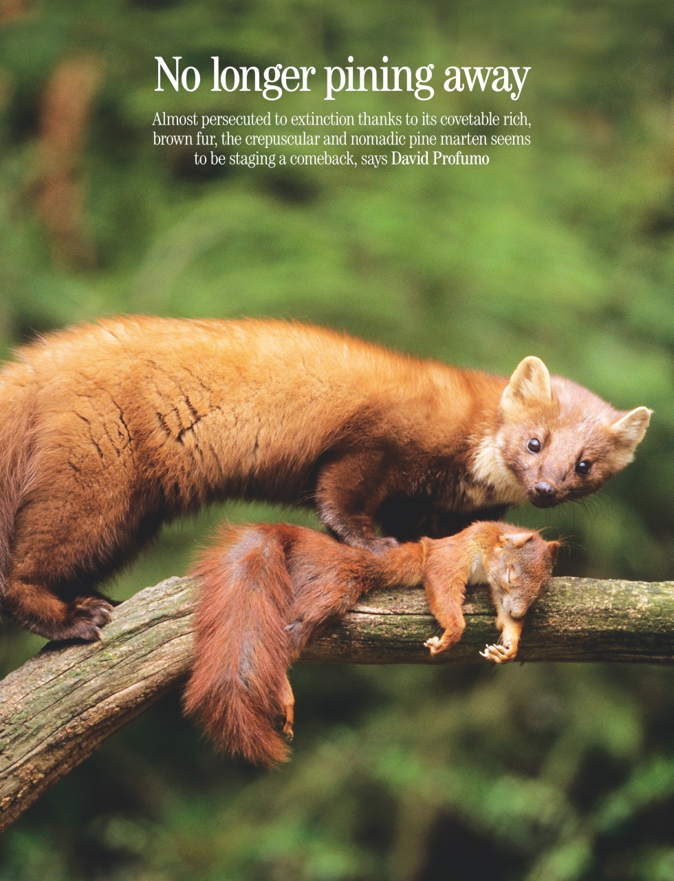 Country Life Preview Pages