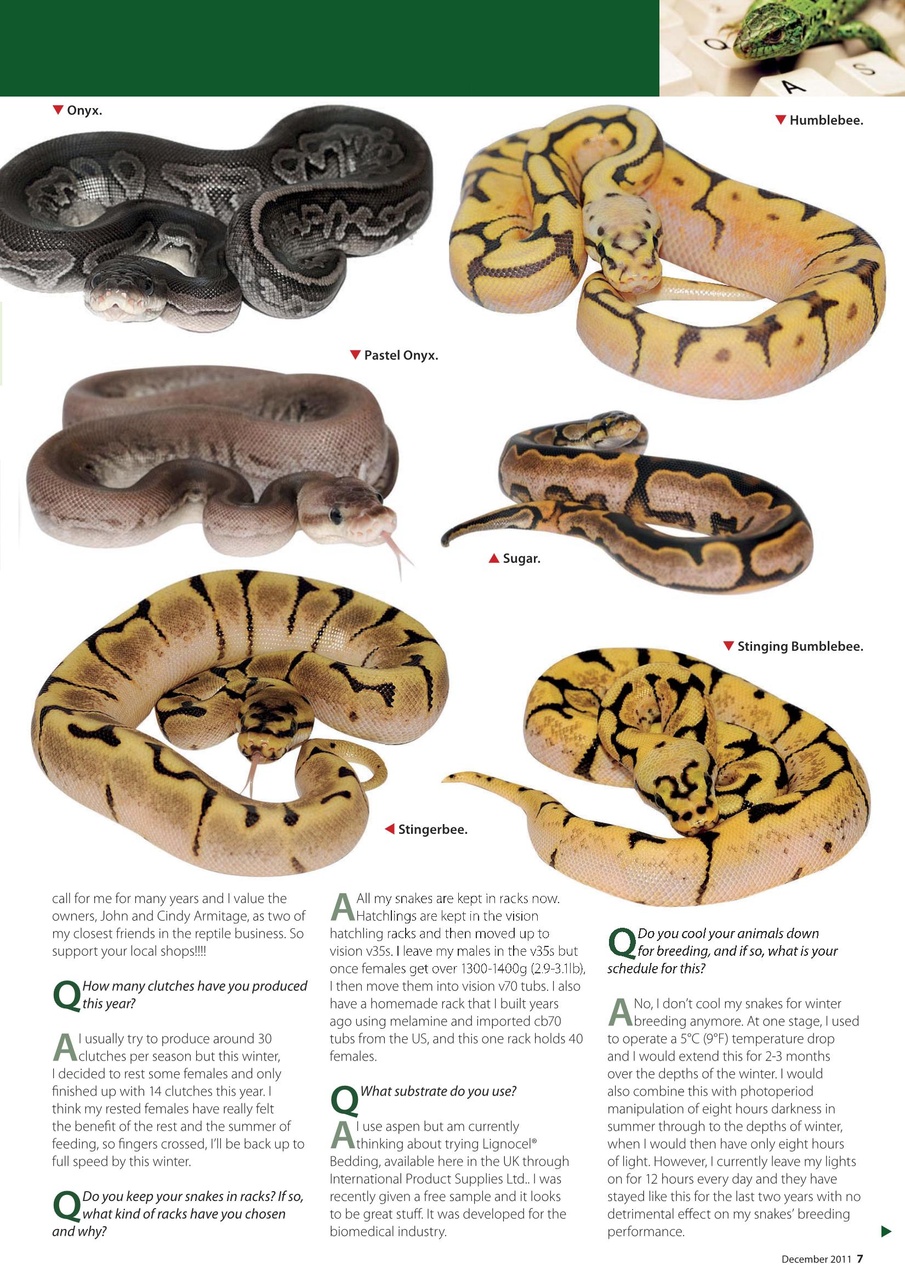 Practical Reptile Keeping Preview Pages