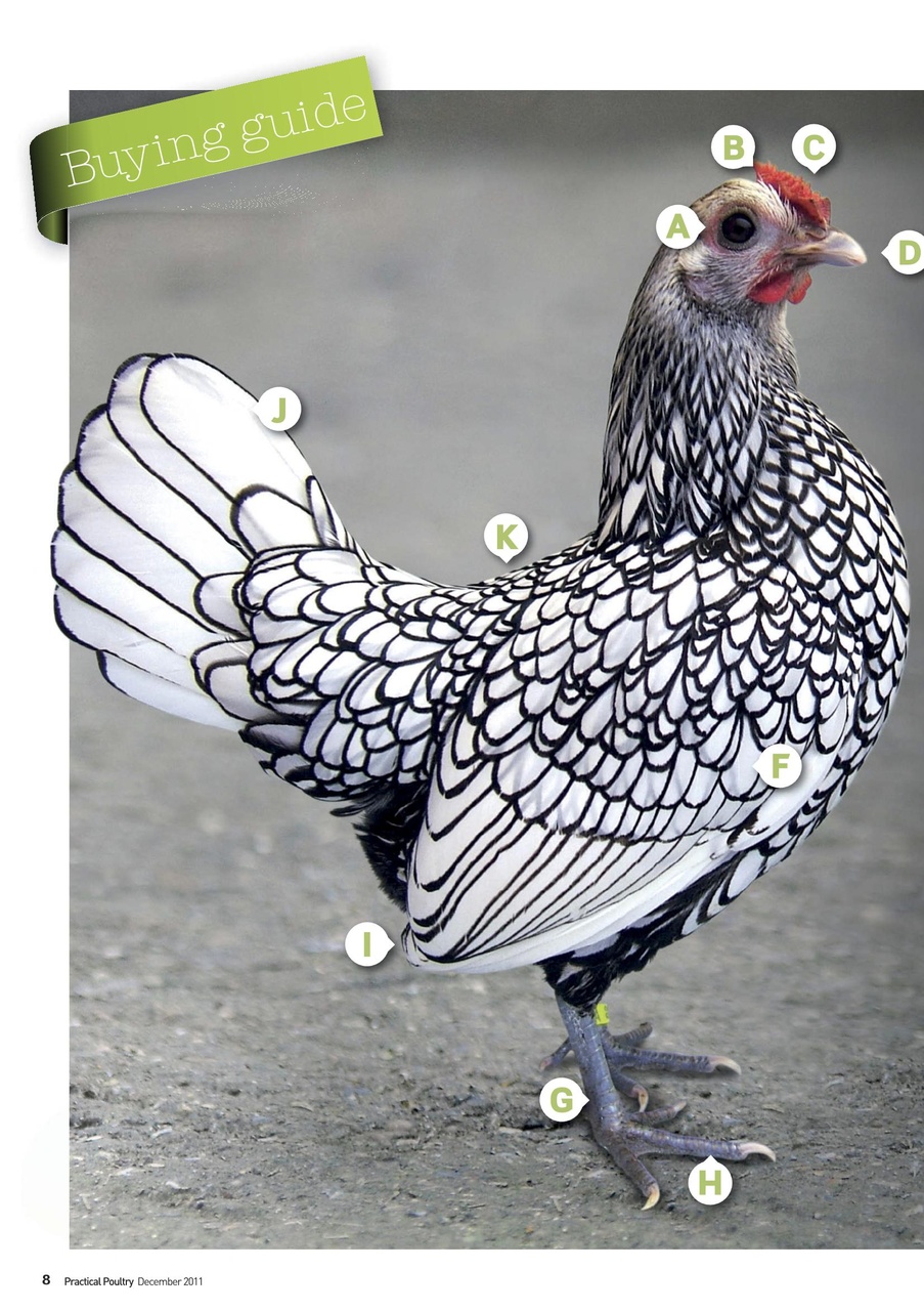 Practical Poultry Preview Pages