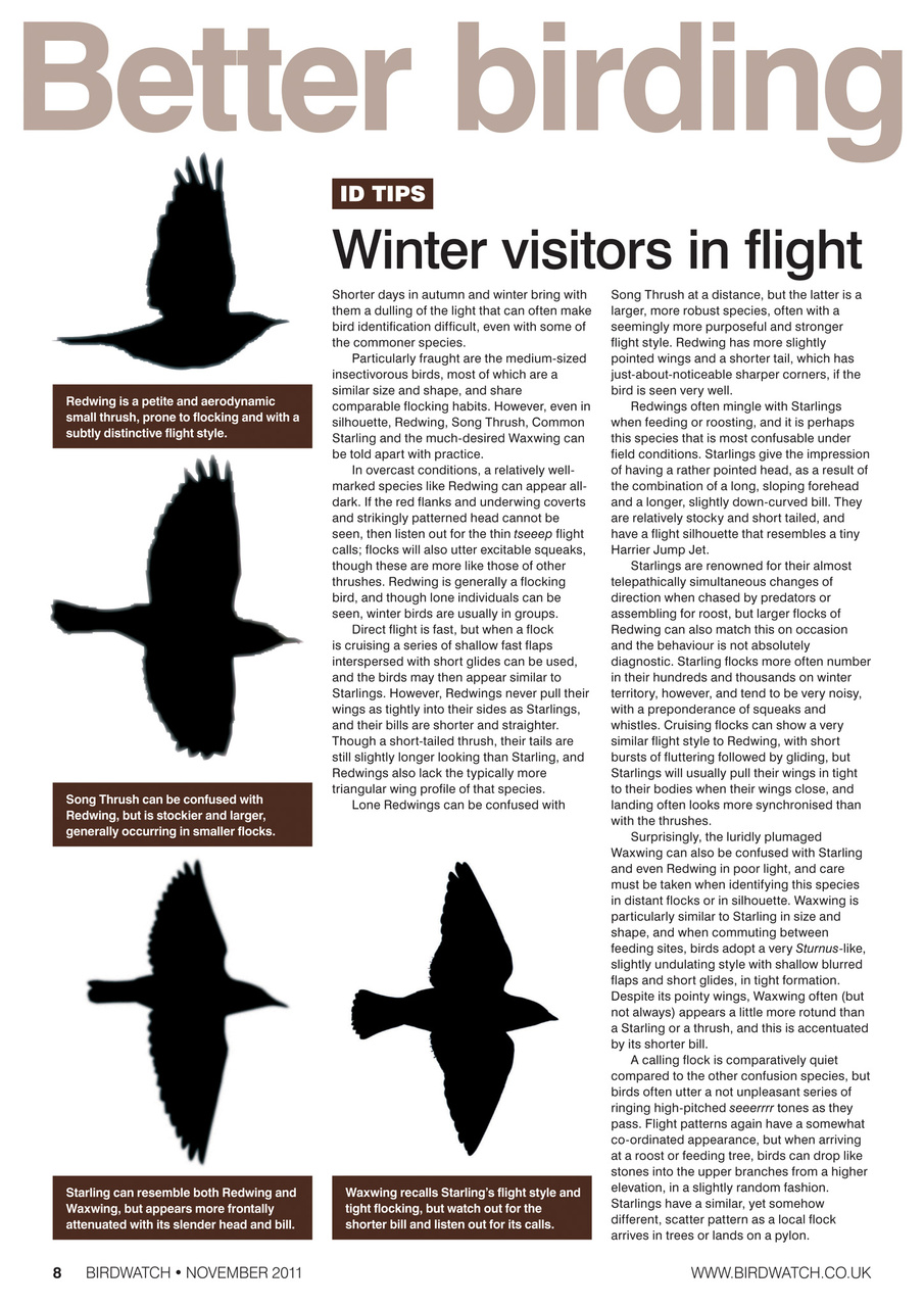 Birdwatch Magazine Preview Pages