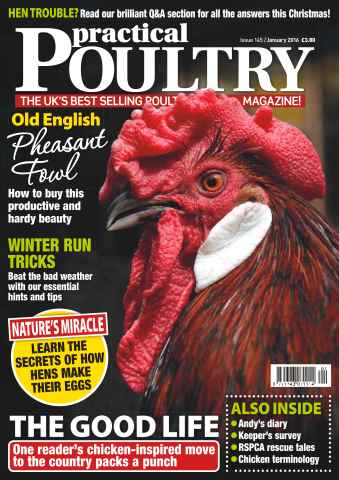 Practical Poultry issue No. 145 Old English Pheasant Fowl