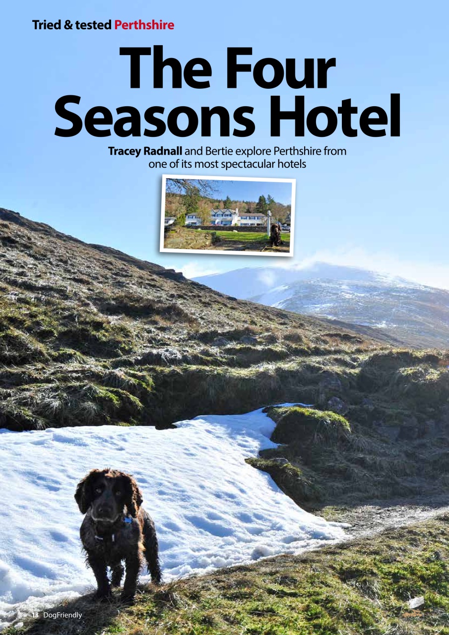 Dog Friendly Preview Pages