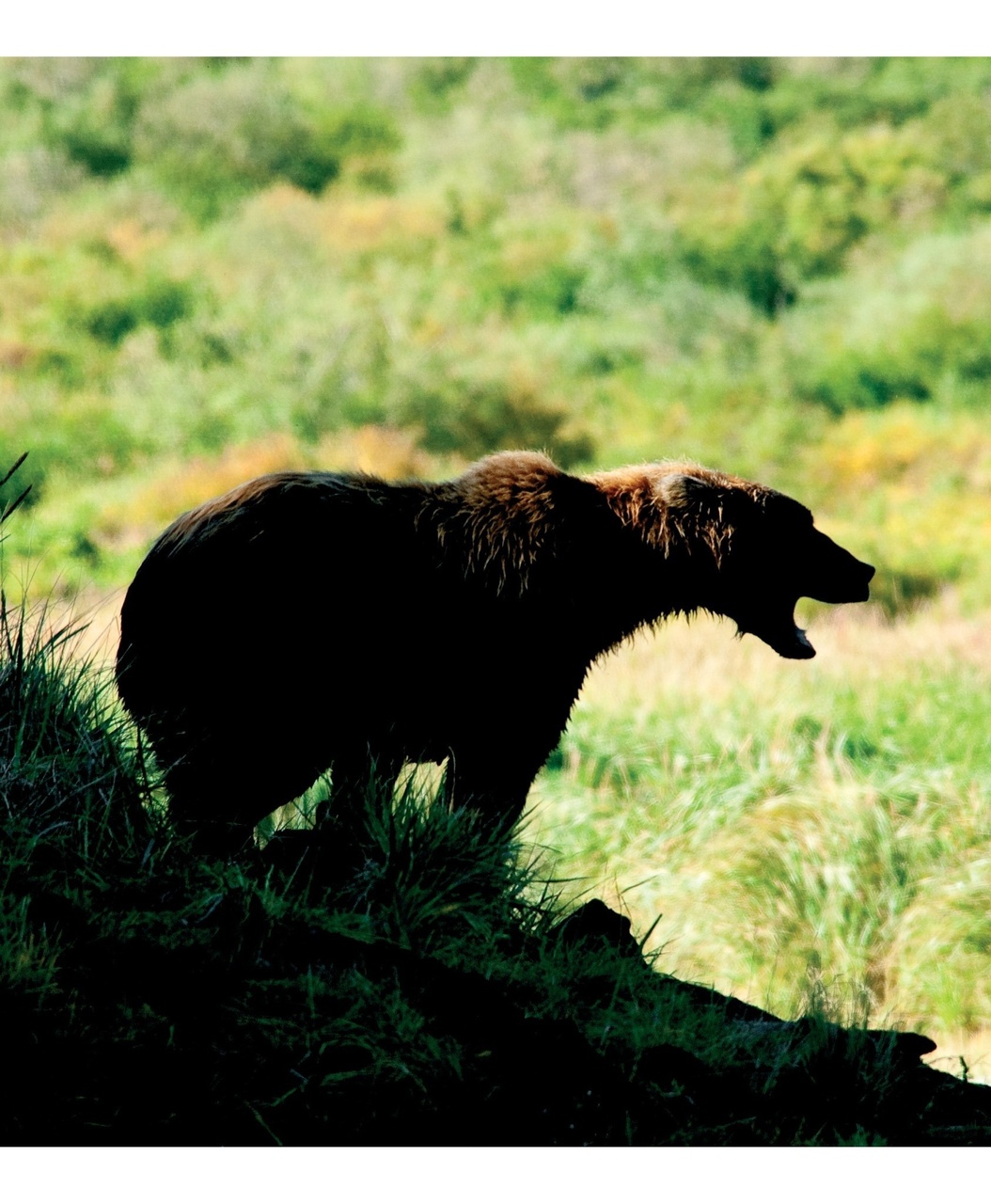 Wildlife Monographs Preview Pages