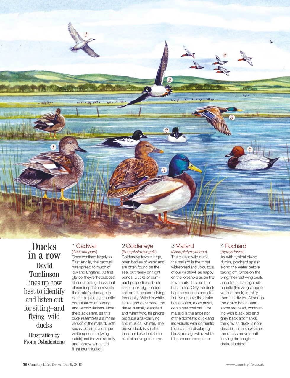Country Life Preview Pages