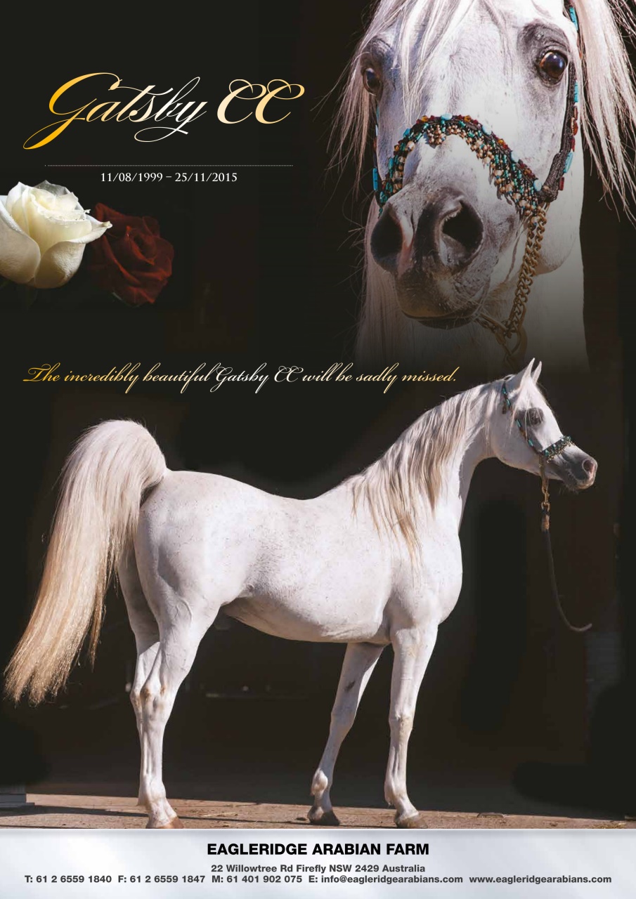Australian Arabian Horse News Preview Pages