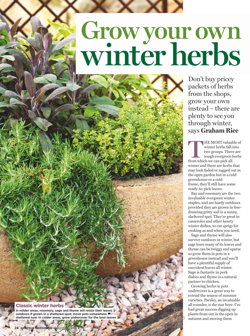 Amateur Gardening Preview Pages
