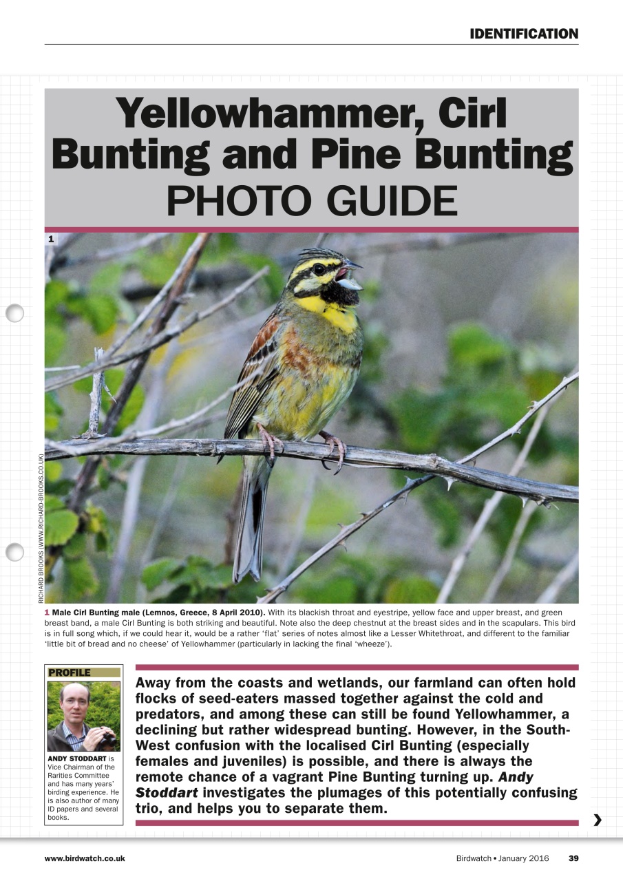 Birdwatch Magazine Preview Pages