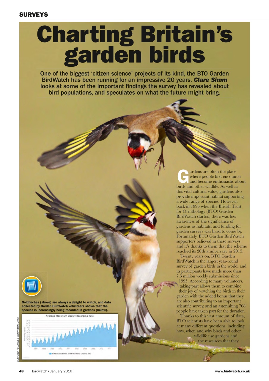 Birdwatch Magazine Preview Pages