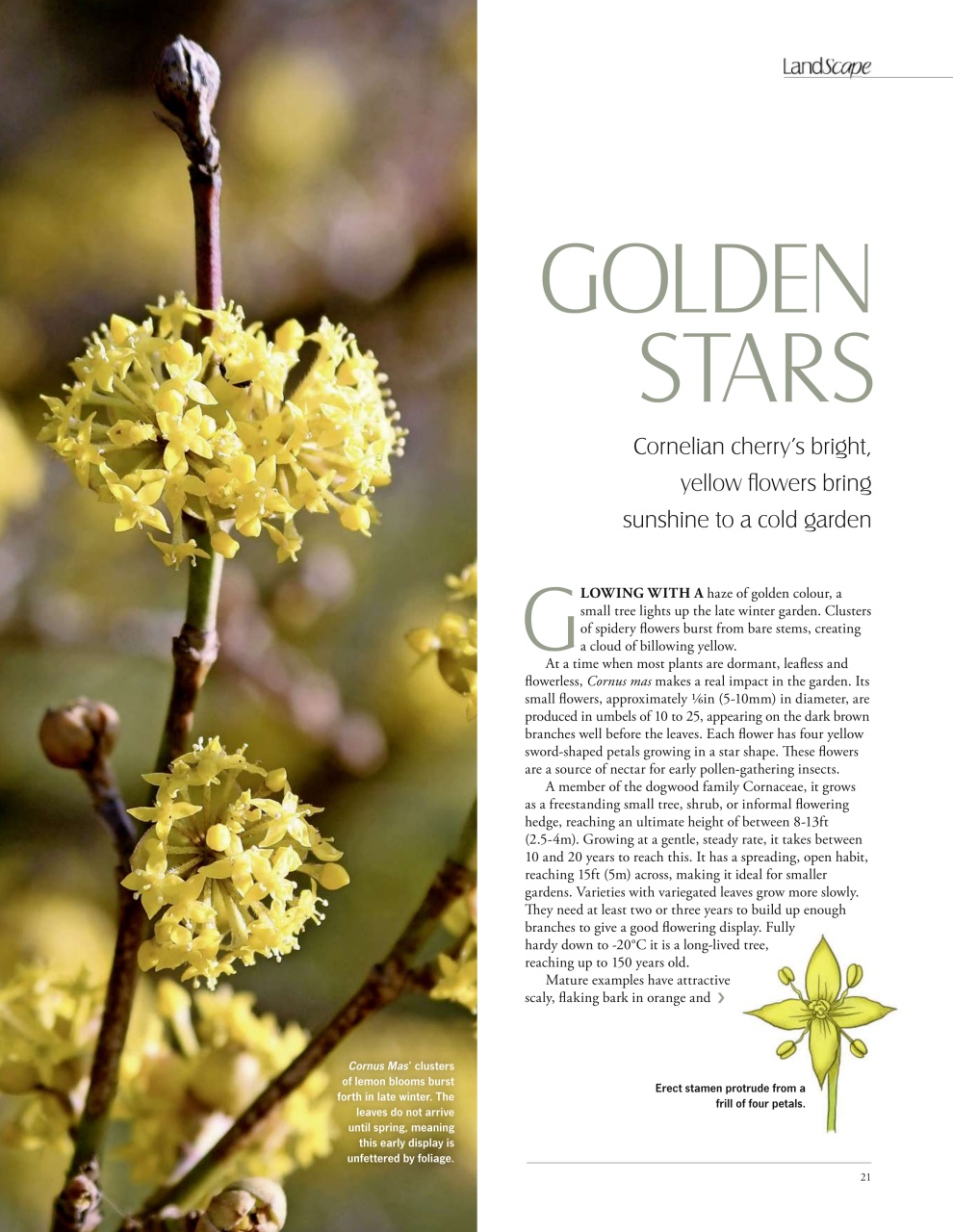 LandScape Preview Pages