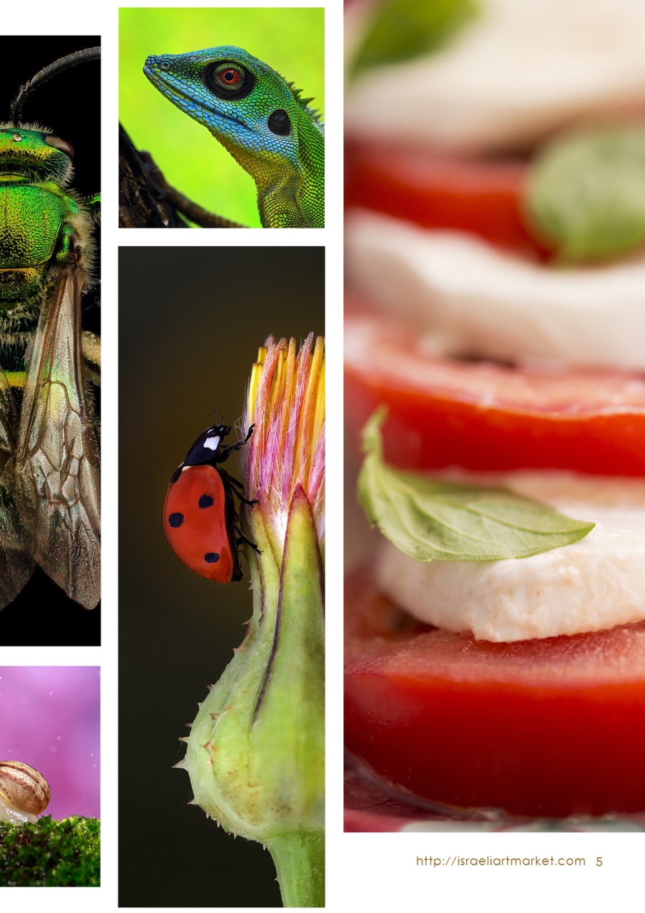 Lens Magazine Preview Pages