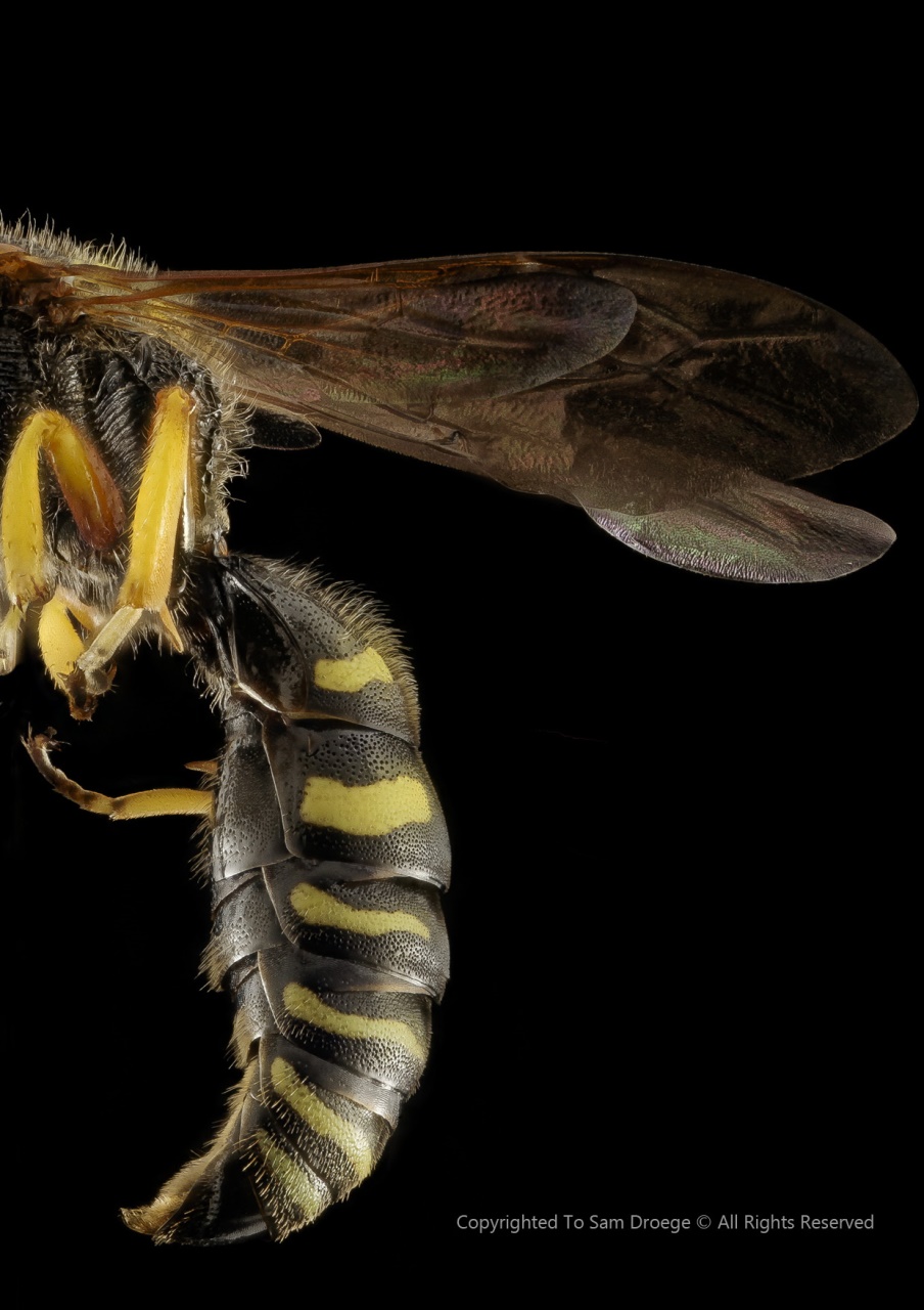 Lens Magazine Preview Pages