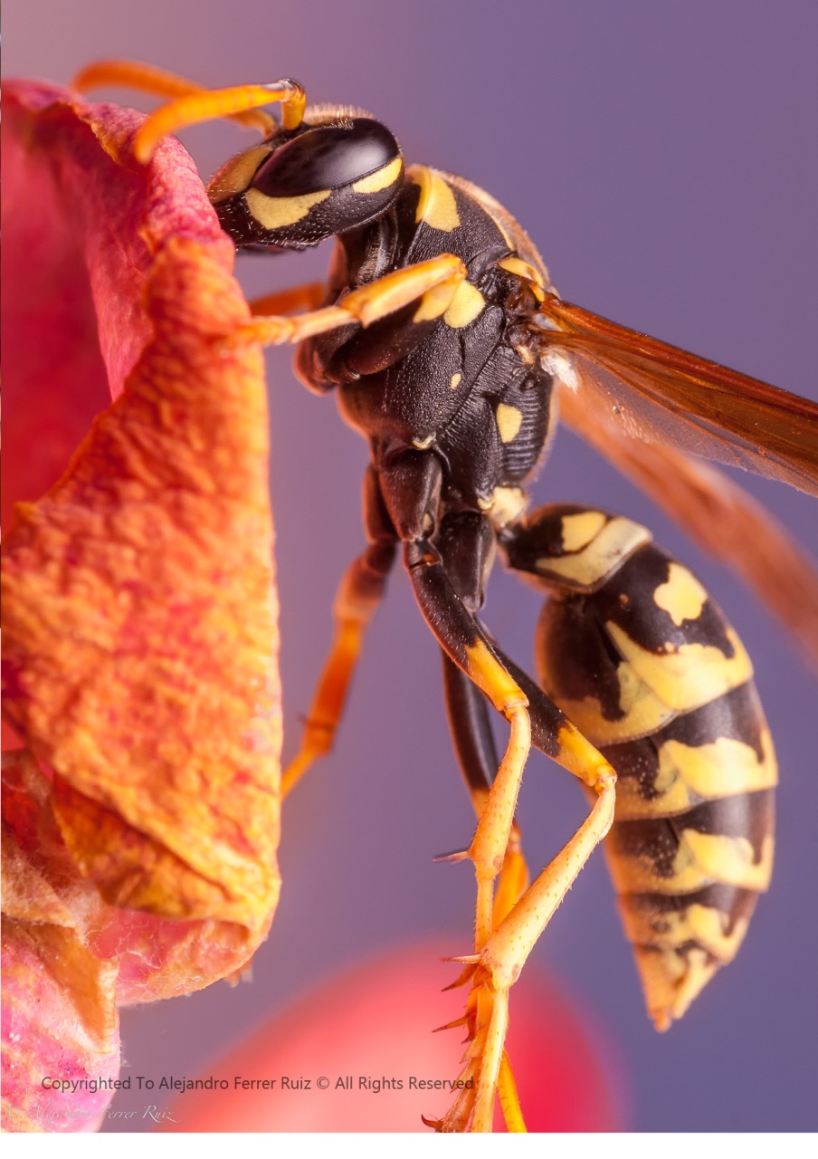 Lens Magazine Preview Pages