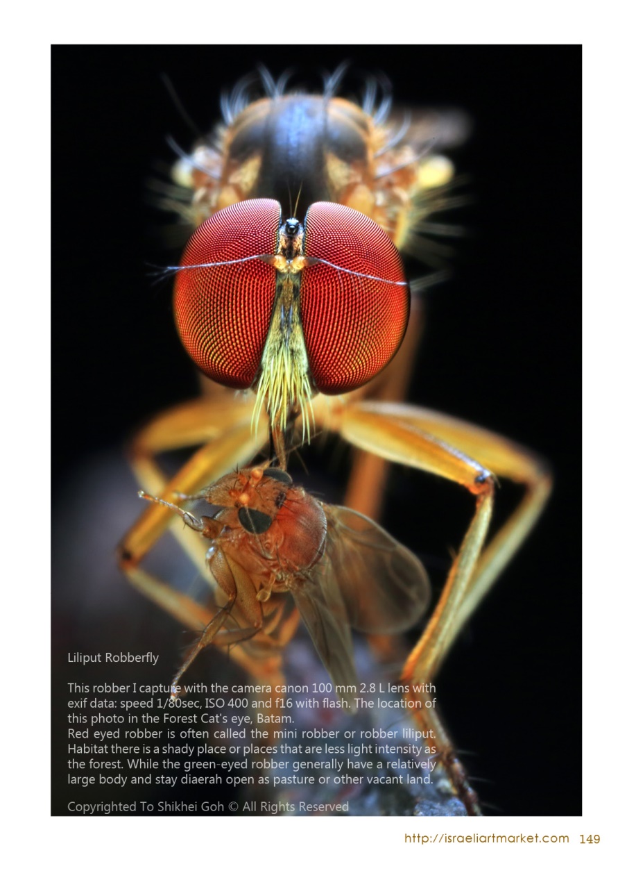 Lens Magazine Preview Pages