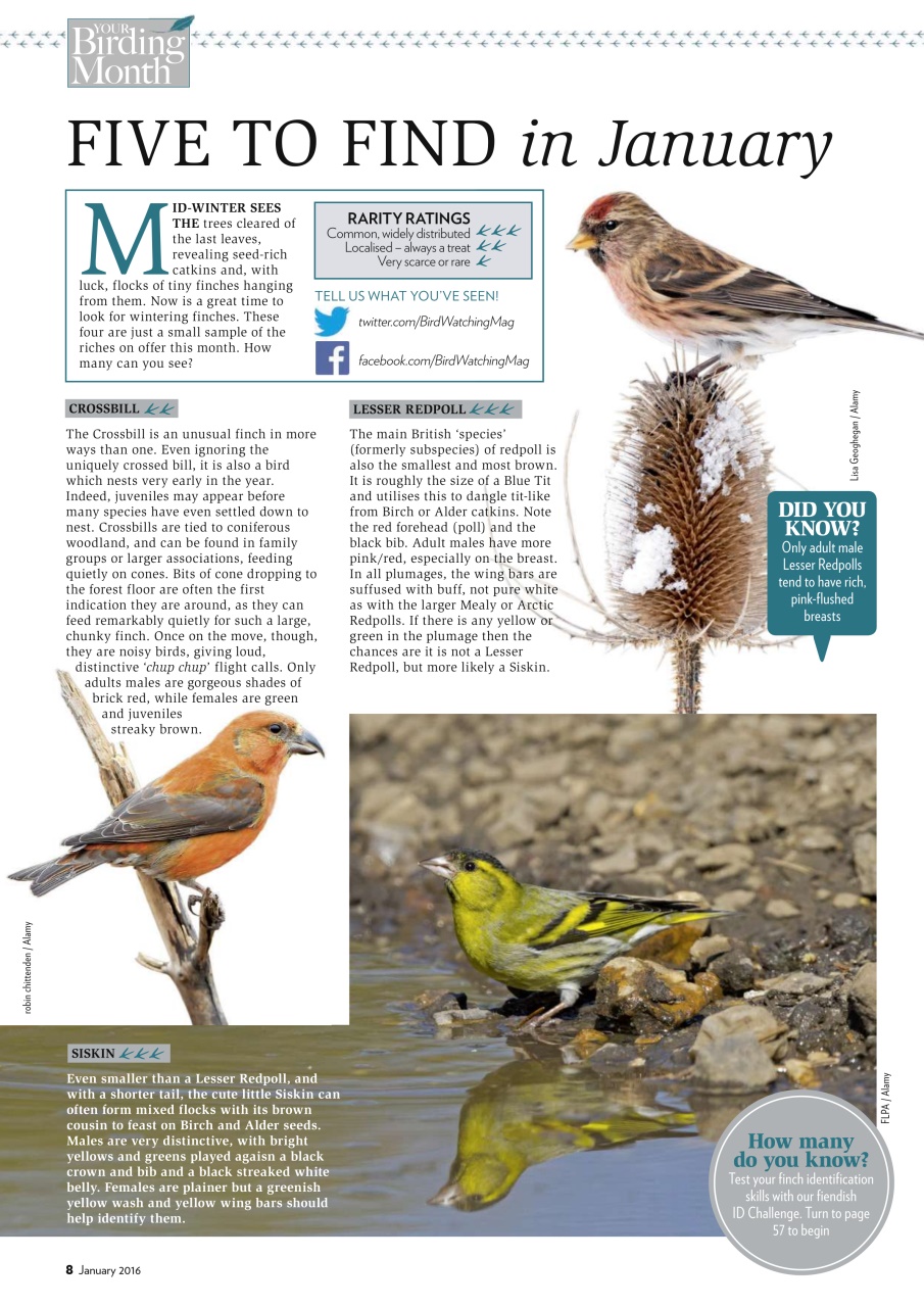 Bird Watching Preview Pages