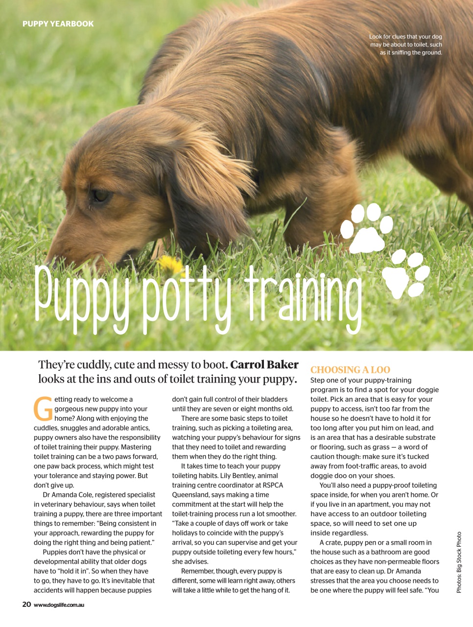 Dogs Life Preview Pages