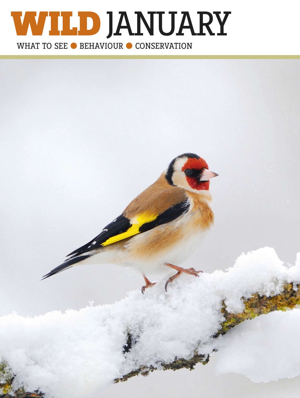 BBC Wildlife Magazine Preview Pages