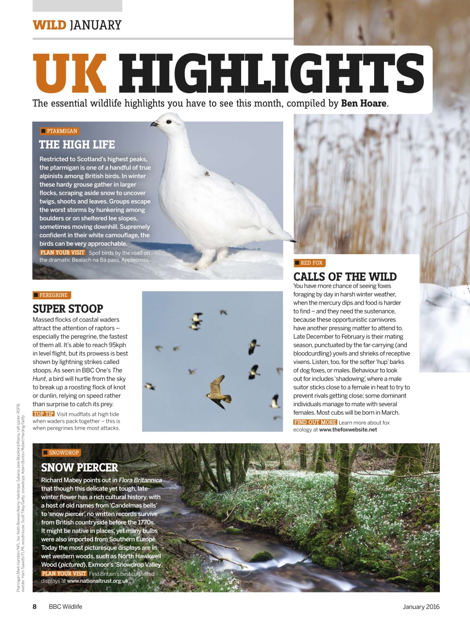 BBC Wildlife Magazine Preview Pages