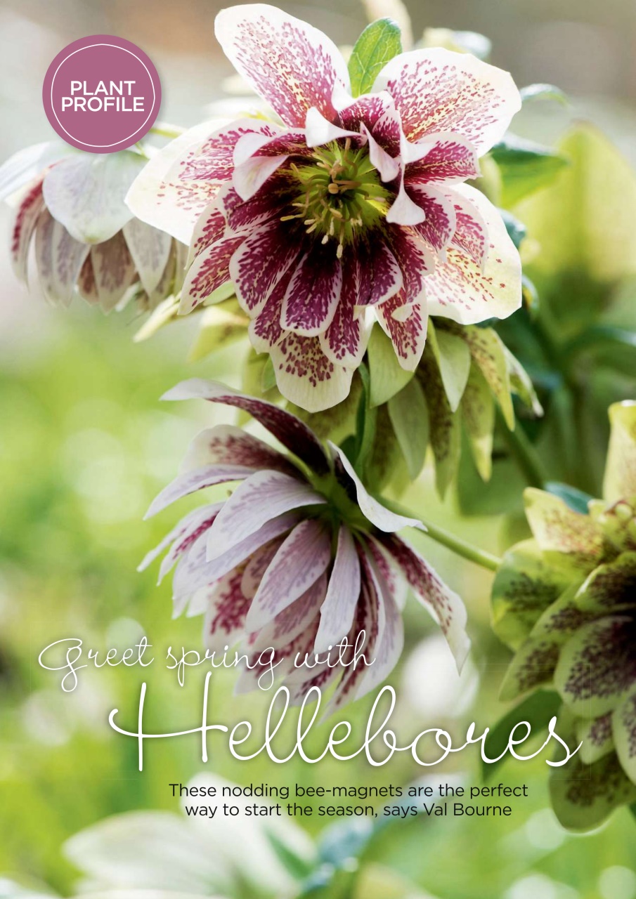 Garden Answers Preview Pages