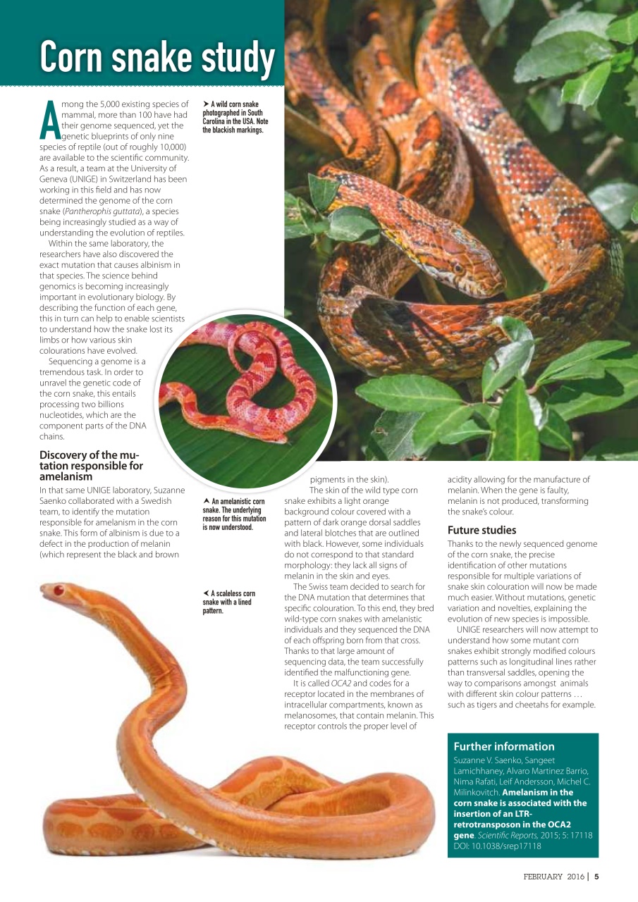 Practical Reptile Keeping Preview Pages