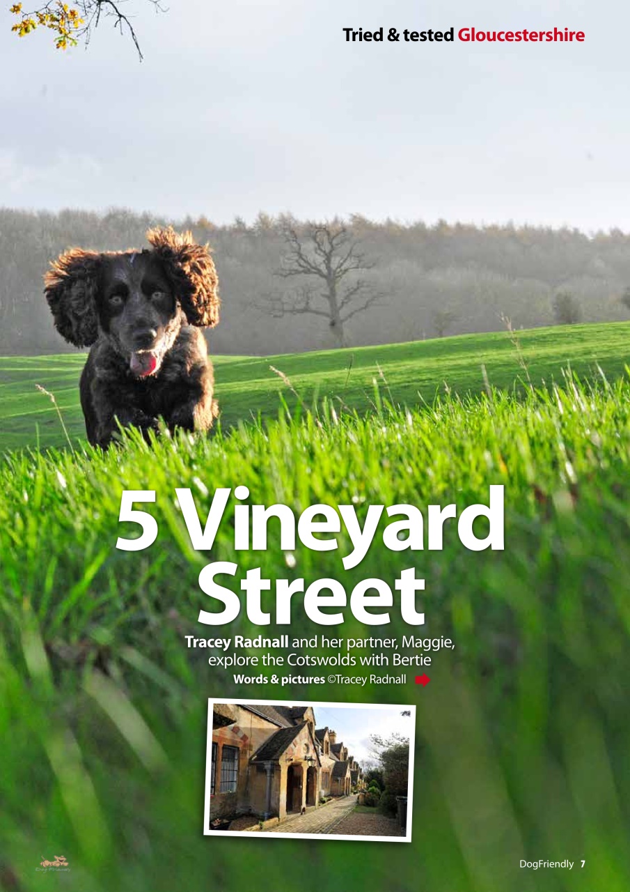 Dog Friendly Preview Pages
