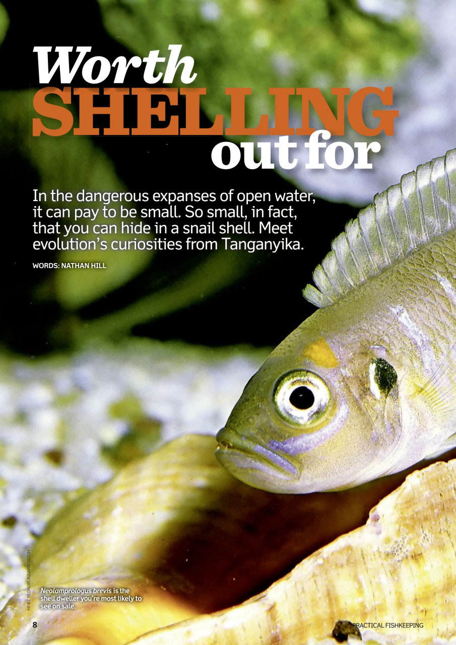 Practical Fishkeeping Preview Pages