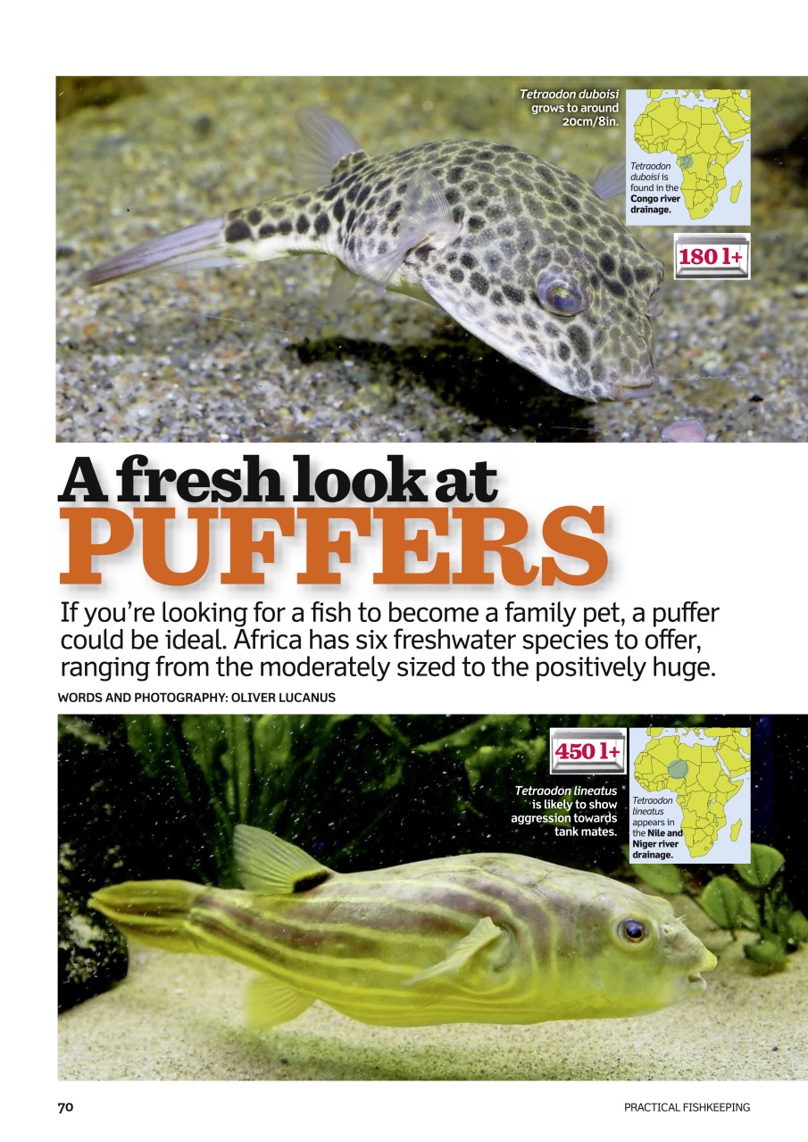 Practical Fishkeeping Preview Pages