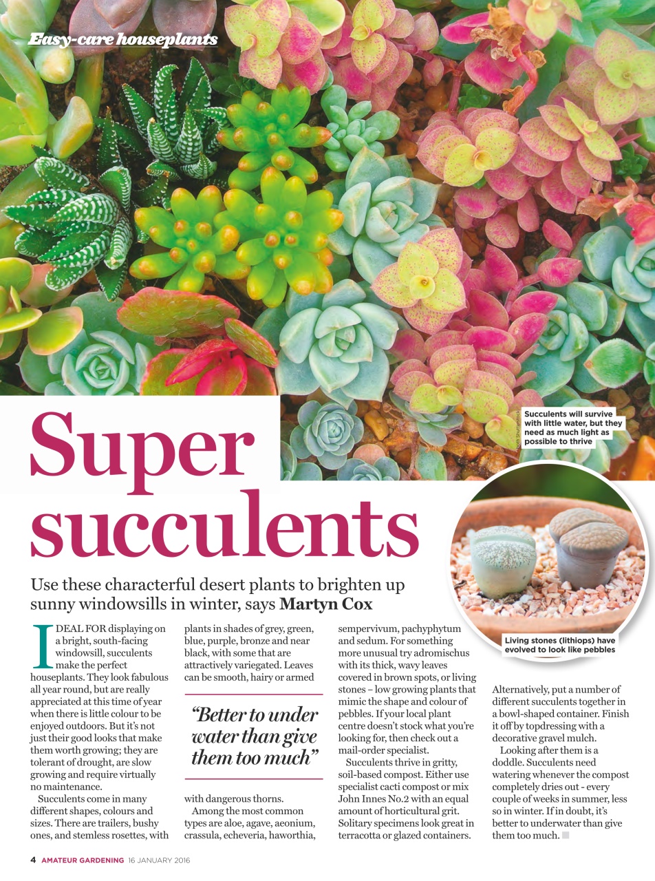 Amateur Gardening Preview Pages