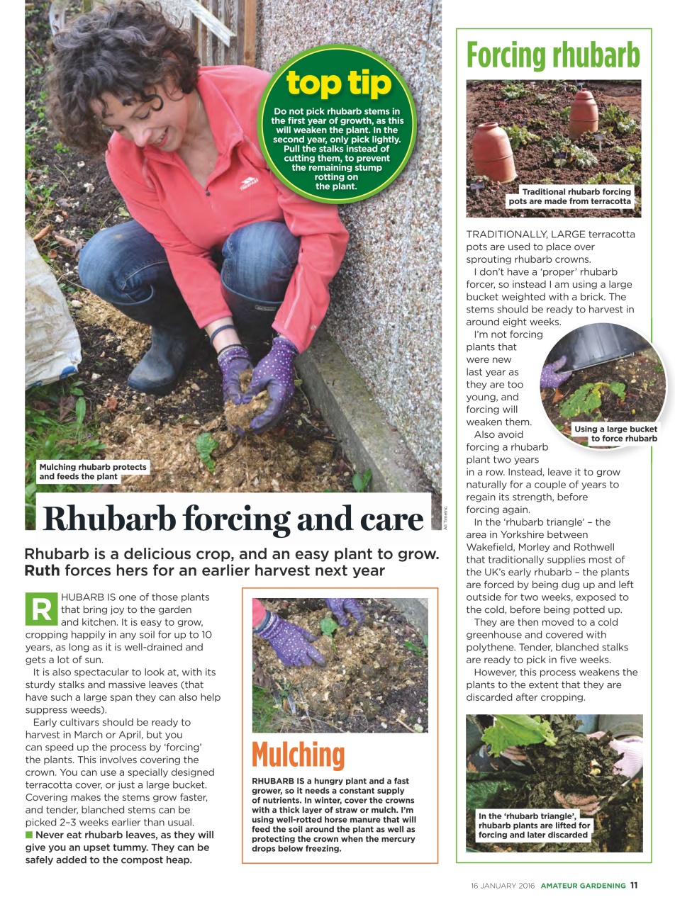 Amateur Gardening Preview Pages