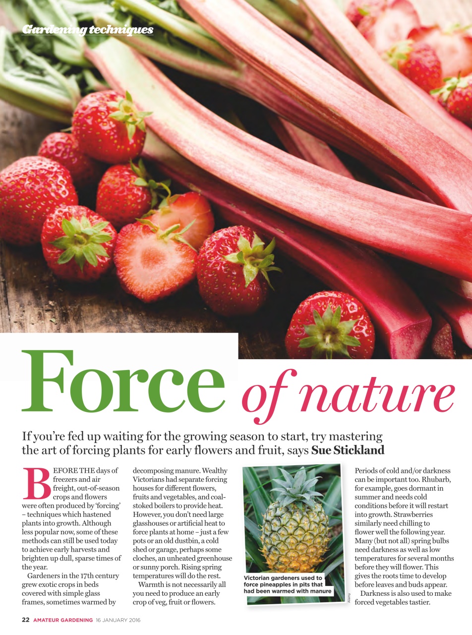 Amateur Gardening Preview Pages