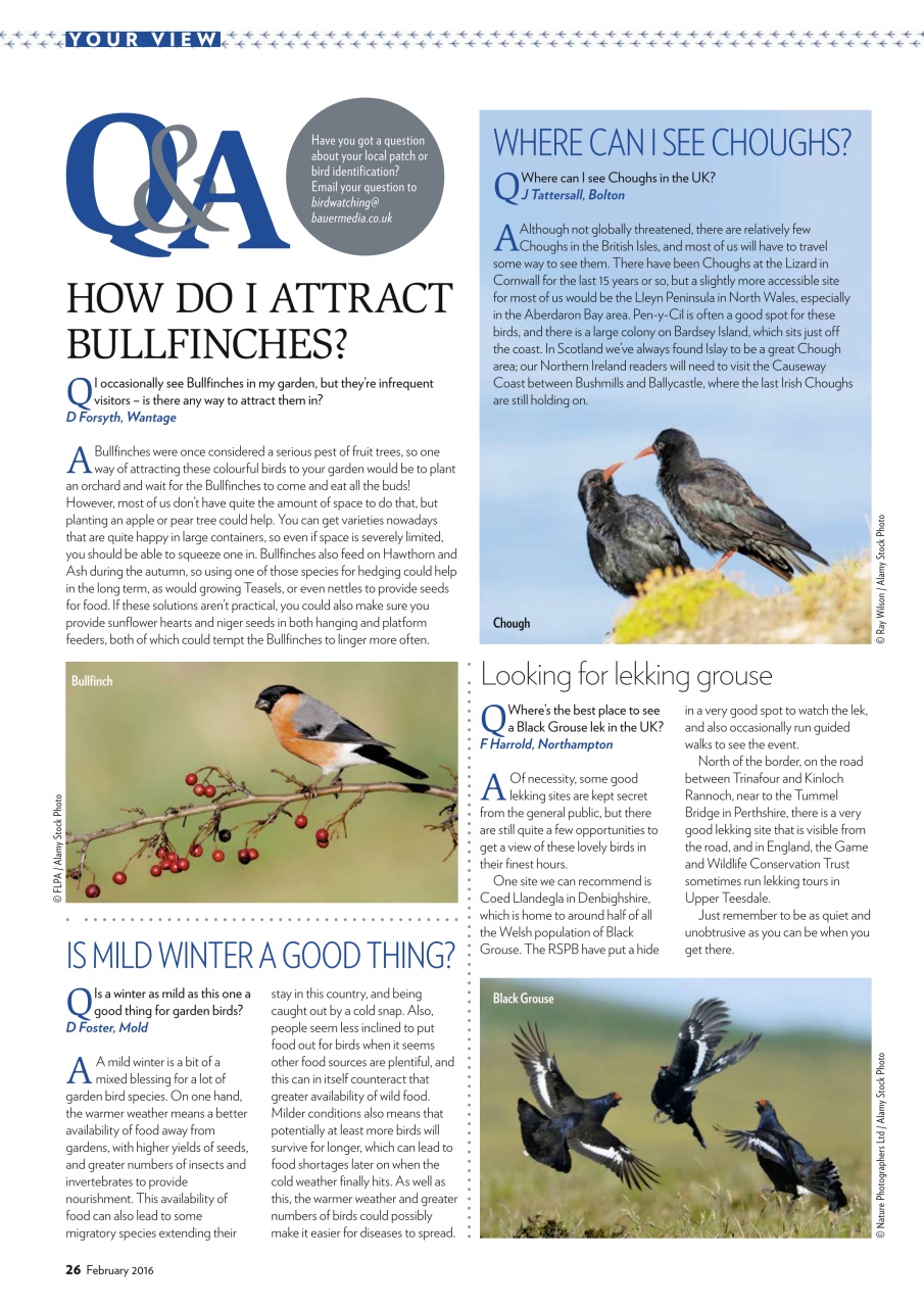 Bird Watching Preview Pages