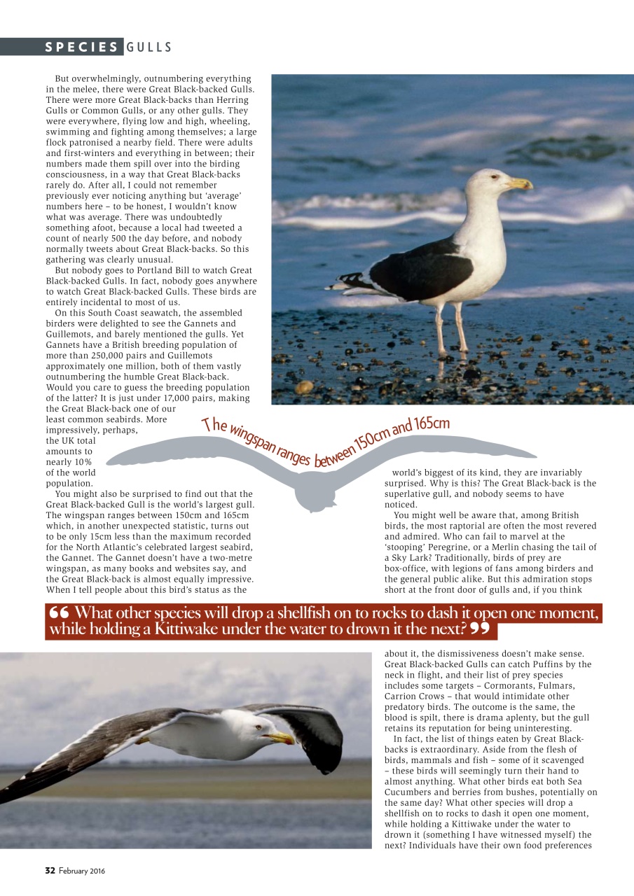 Bird Watching Preview Pages