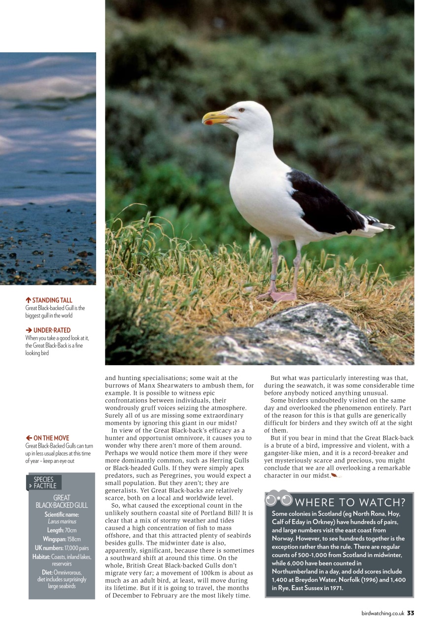 Bird Watching Preview Pages