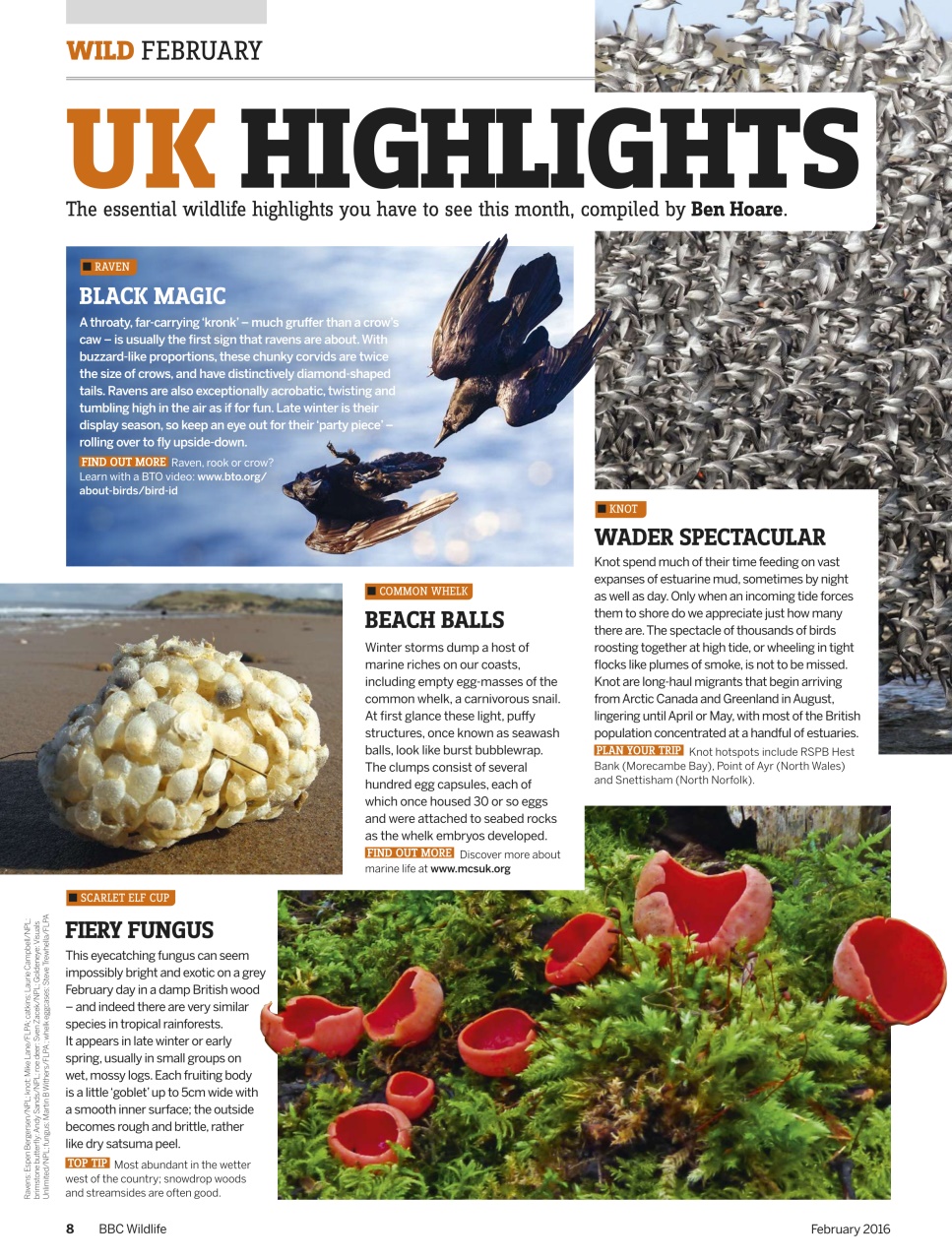 BBC Wildlife Magazine Preview Pages